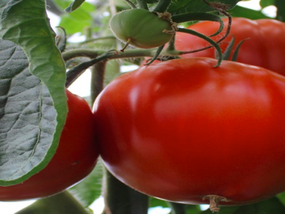 Tomatplanter