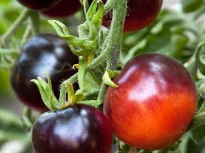 Tomatplanter