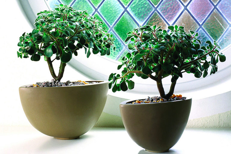 Grønne stueplanter audebo havecenter