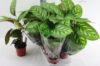 Stueplanter audebo havecenter