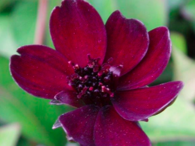Sommer-blomster